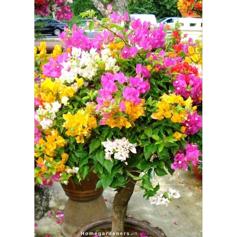 bibit tanaman hias bugenvil 3 warna - bibit bugenvil 3 warna - bonsai bugenvil