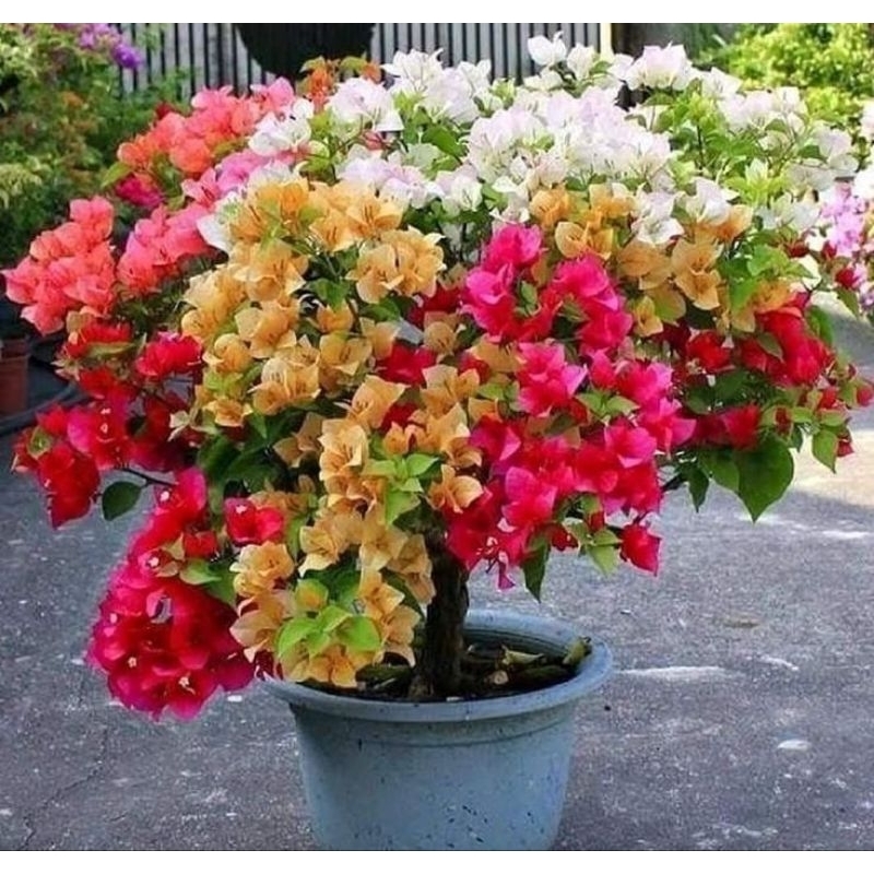bibit tanaman hias bugenvil 4 warna - bibit bugenvil 4 warna - bonsai bugenvil