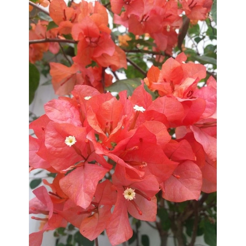 bibit tanaman hias bugenvil bunga orange - bibit bugenvil bunga orange - bonsai bugenvil