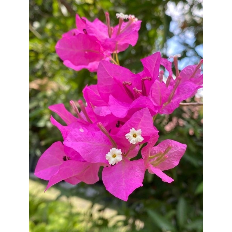 bibit tanaman hias bugenvil bunga pink - bibit bugenvil bunga pink - bonsai bugenvil