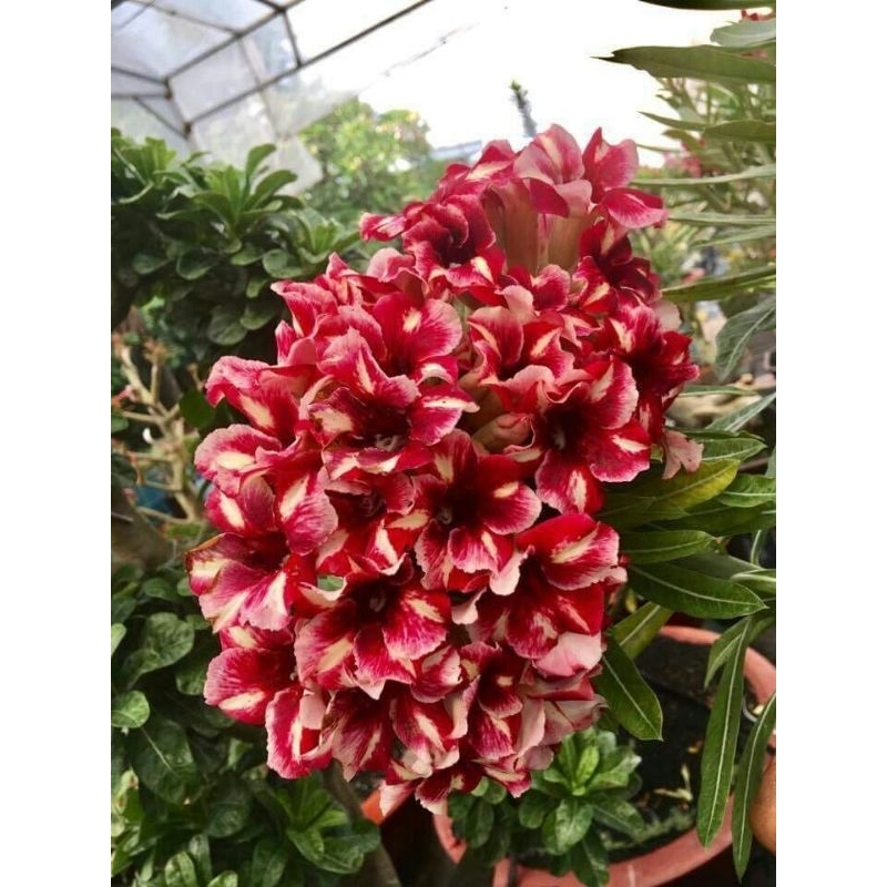 Promo Murah COD!!! bonsai adenium bunga tumpuk merah - adenium bunga  - bonsai adenium
