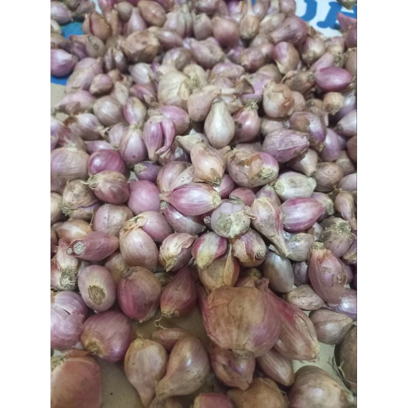 

BAWANG MERAH MURAH / BRAMBANG GERUSAN 1KG