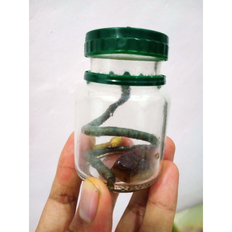 

tali Roma lokasian dusun 01