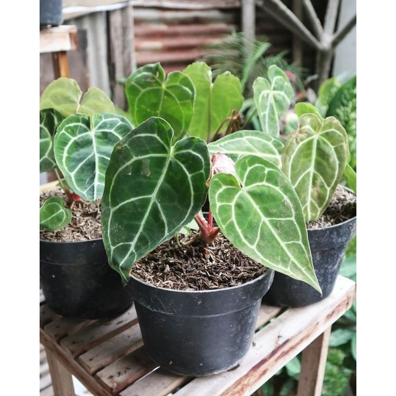 promo bibit tanaman hias anturium kuping gajah - kuping gajah - anturium