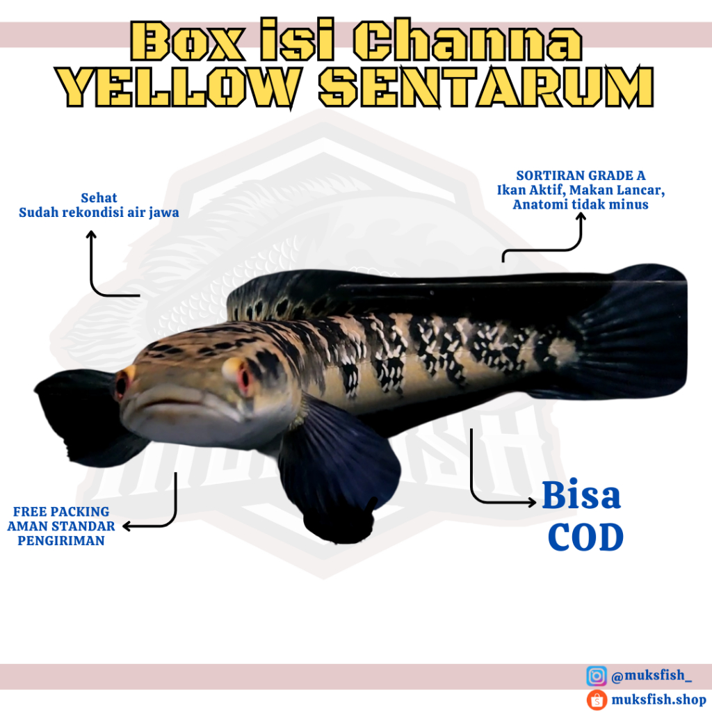 

Box Kardusisi Yellow Sentarum Batik Calon Kontes