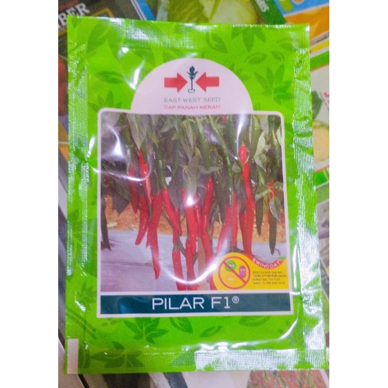 benih cabai besar pilar f1