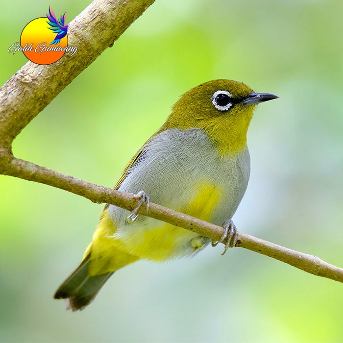 Pleci Auriventer Jantan