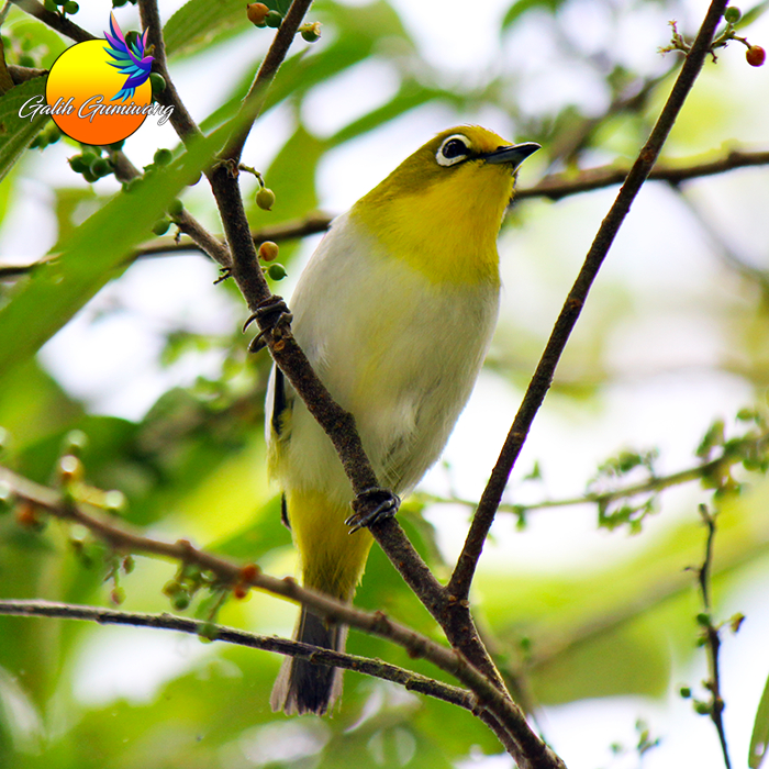 Burung Pleci Monty Montanus