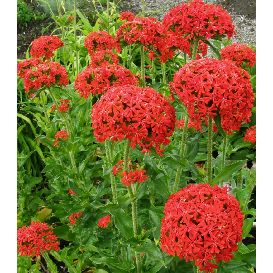 BBIJI BENIH BUNGA IMPORT LYCHNIS CHACELDONIA MIX MALTESE JERUSALEM CROSS