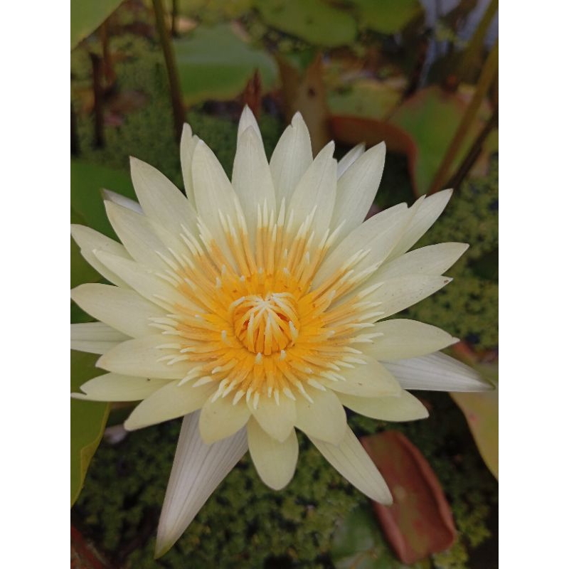 bunga teratai kuning semu