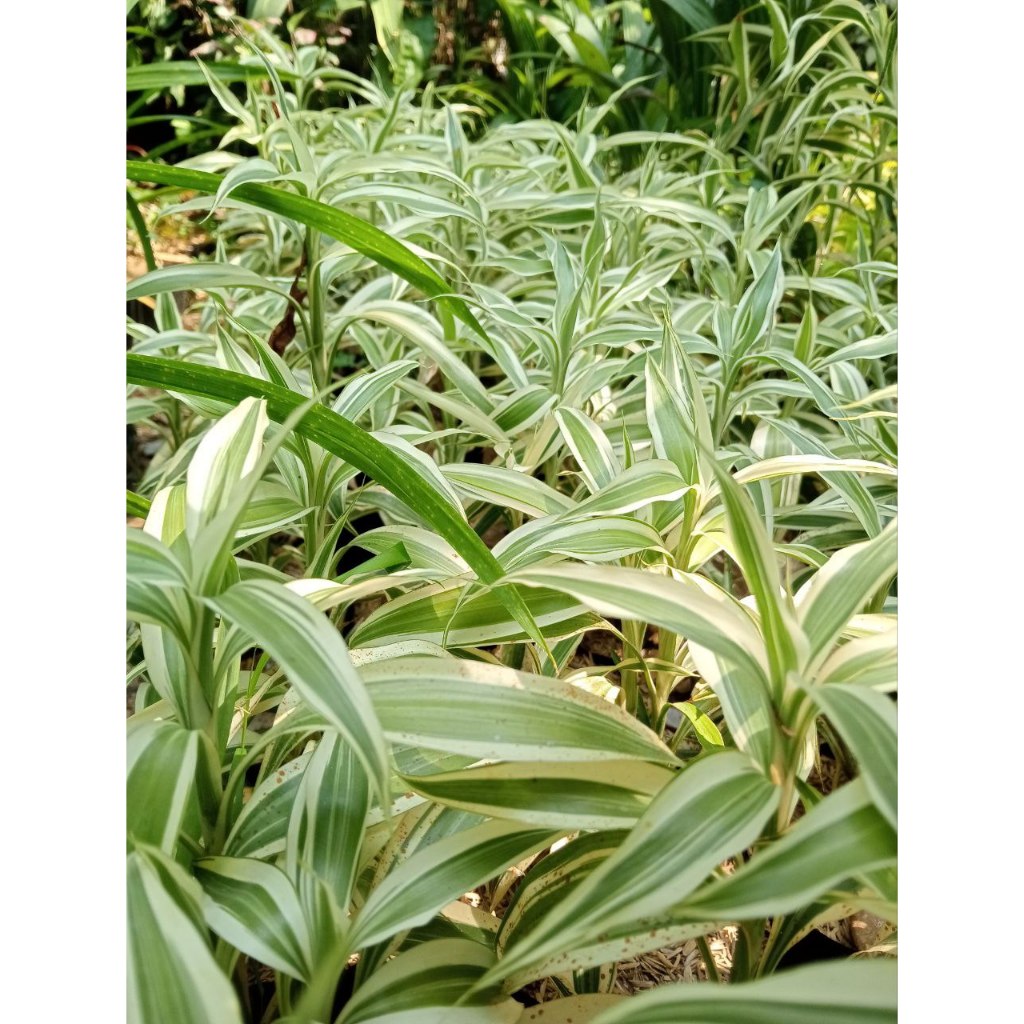 Tanaman Hias Sri Rejeki Varigata Langka | Bambu Air | Bambu China | Suji Putih | Hokky Varigata