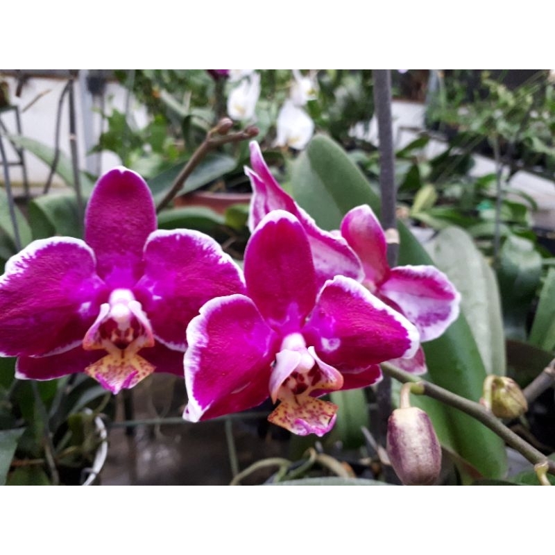 anggrek bulan dewasa knop