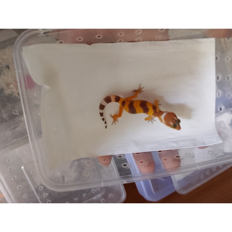 GECKO hypo poss snow net ecl bell