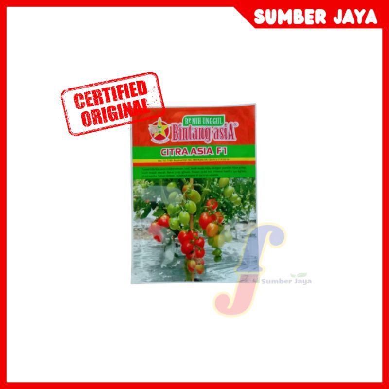 BENIH TOMAT CITRA ASIA F1 | 5 GRAM