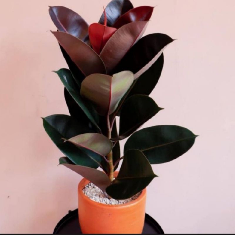 Tanaman Hias ficus elastica/karet kebo merah
