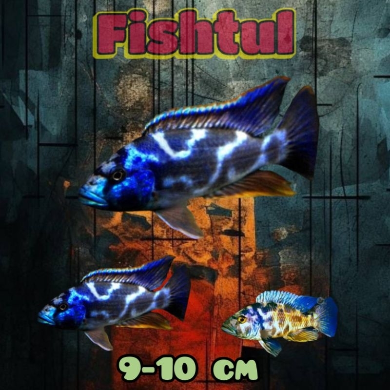 Cichlid Nimbochromis Livingstoni 9-10 cm