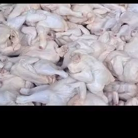 

Ayam Potong Segar 1 kg