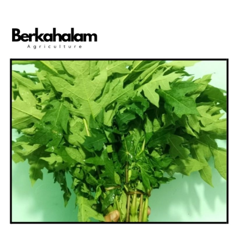 

Daun Pepaya 200 Gr