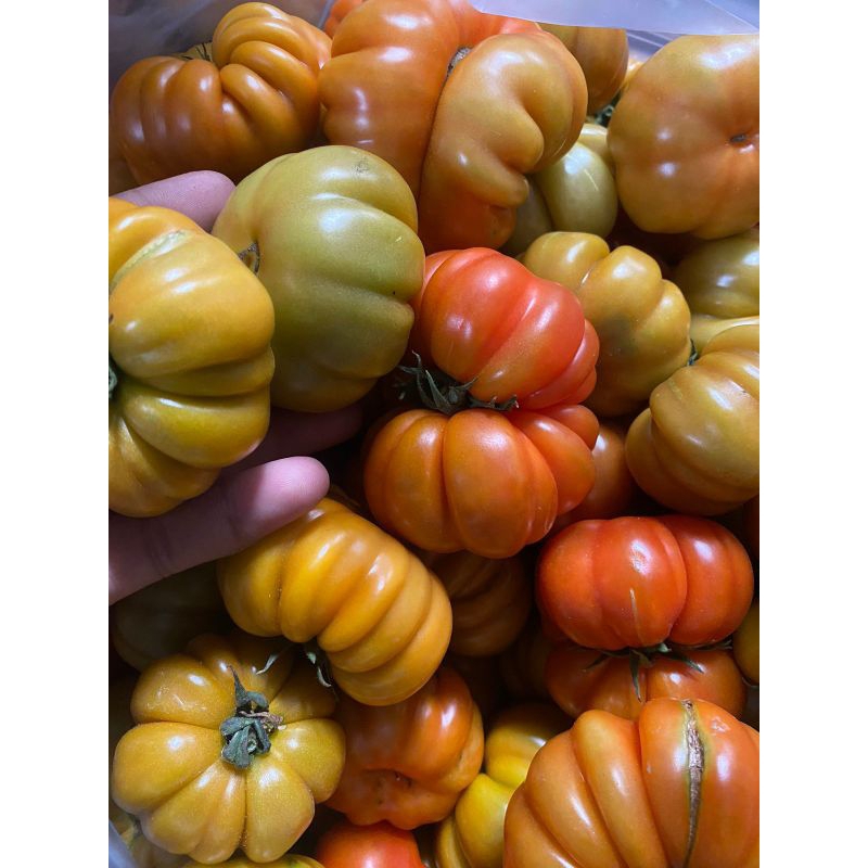 

Tomat Ranti banyuwangi