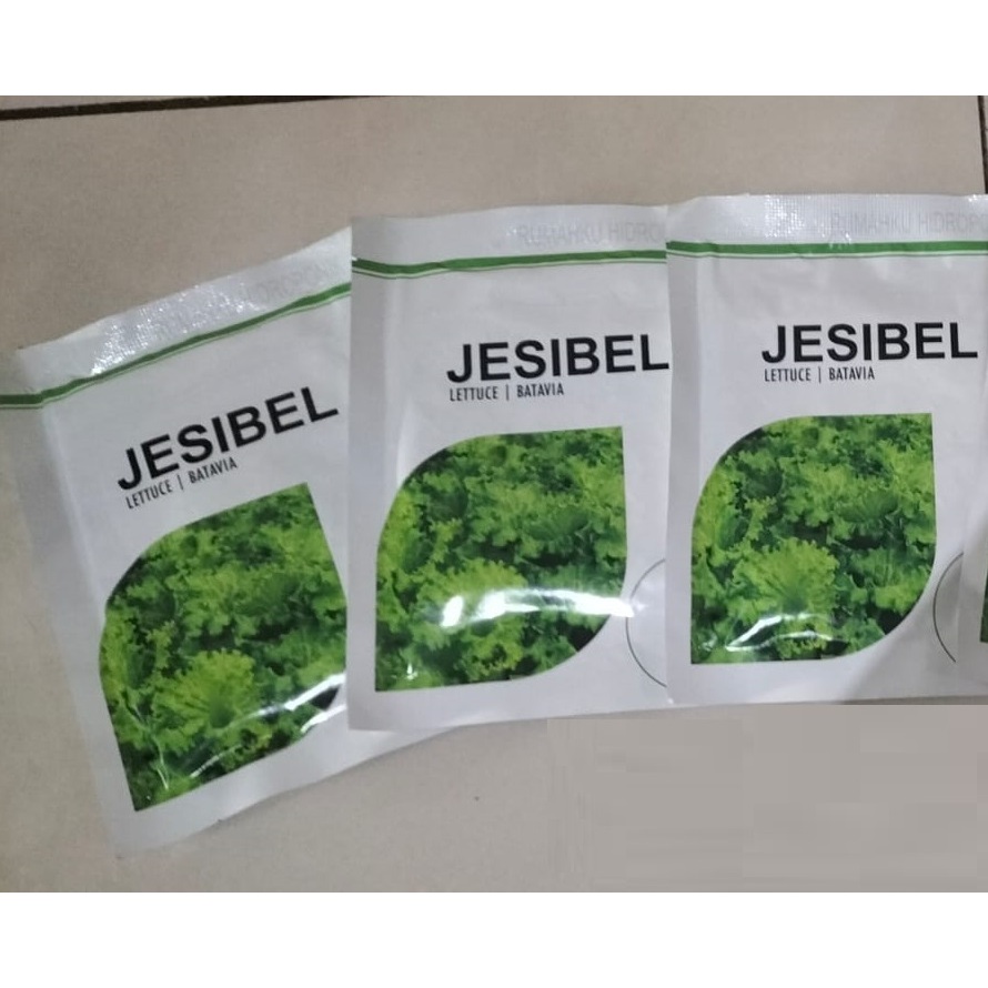 Benih Bibit selada Batavia Jesibel 1000 pill - Bejo seed