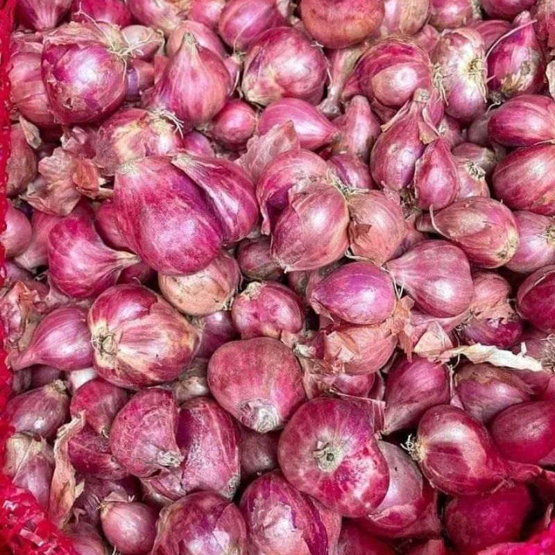 

Bawang Merah Brambang kualitas