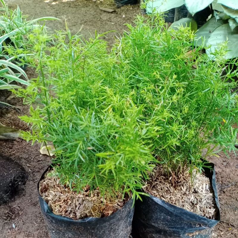 Tanaman Hias Pakis Doren -  Bunga Hias Asparagus Krisdoren - Pohon Cemara Rimbun