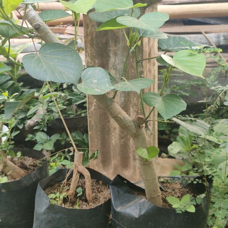 bibit bonsai waru bahan bonsai waru india murah