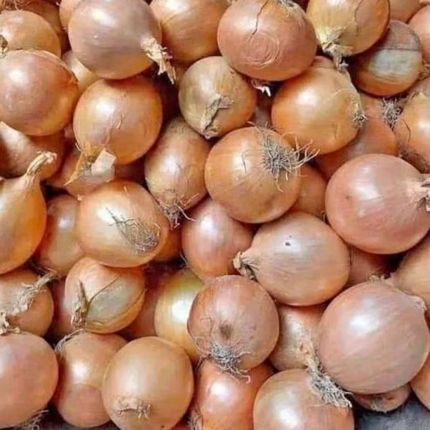 

Bawang Bombay bersih Fress isi 500g/1kg