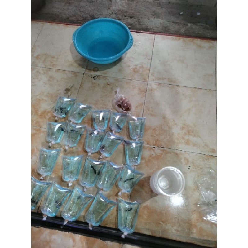 cupang Halmon Rostail M