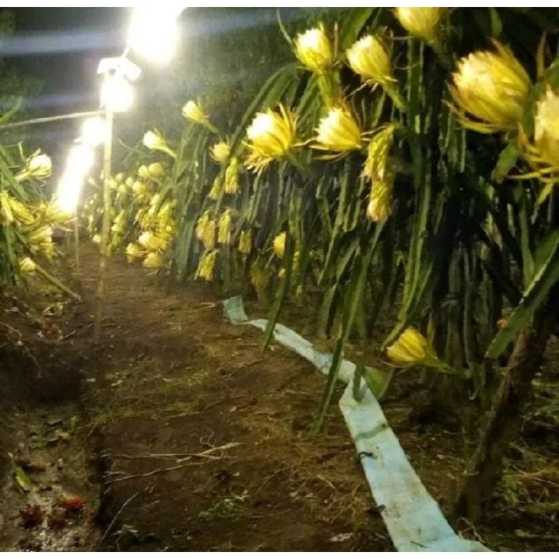 

bibit bua naga kuning golden (1 paket 22000 RB isi 5 batang)