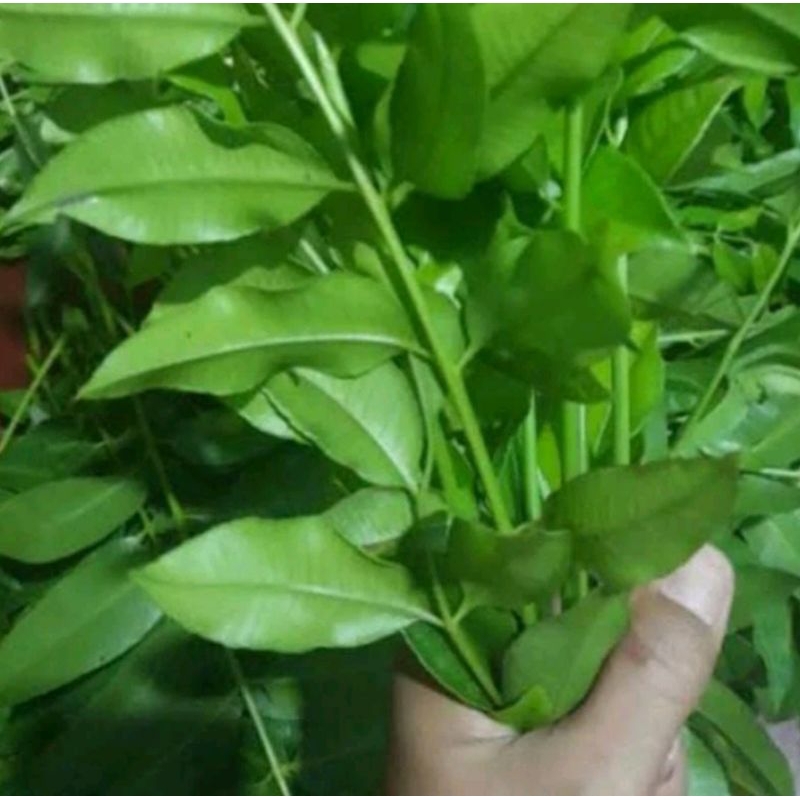

Daun kedondong muda asem fresh 500 gram