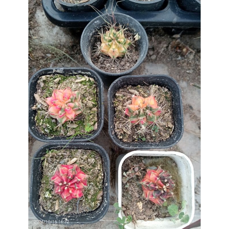 kaktus gymno import ownroot