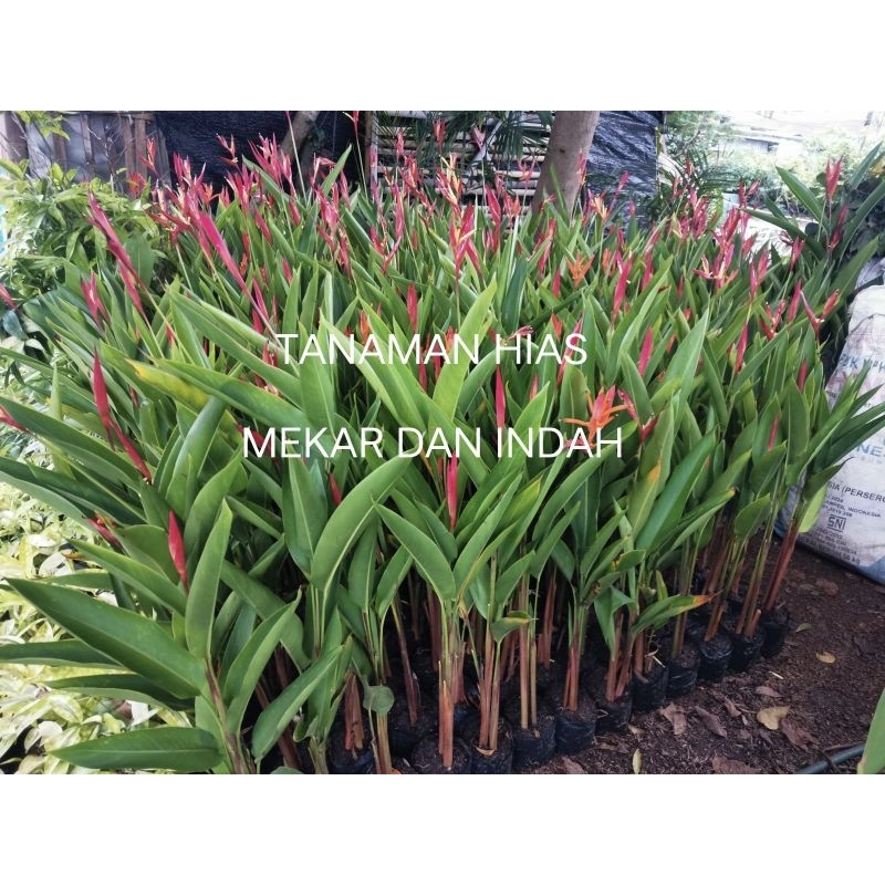 tanaman hias pisang heliconia, tanaman pisang pisangan