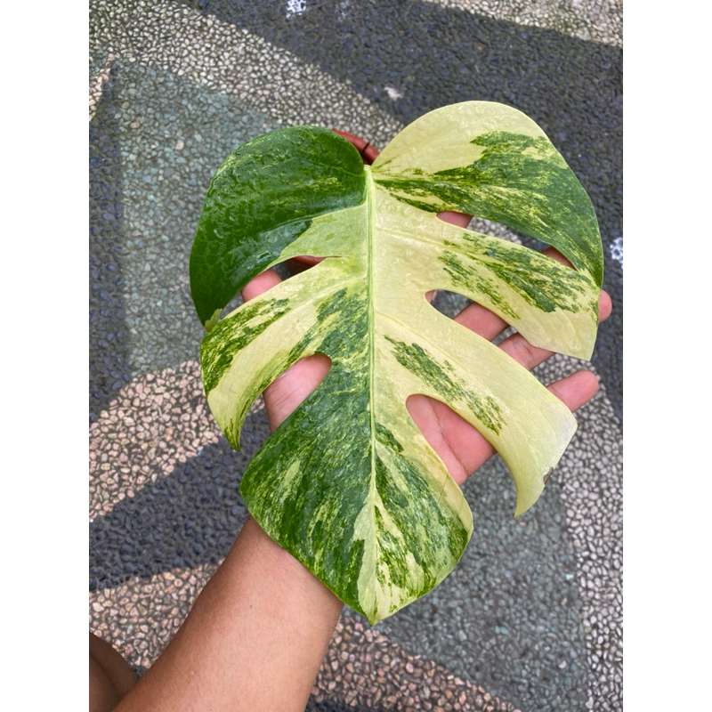 monstera marmorata varigata