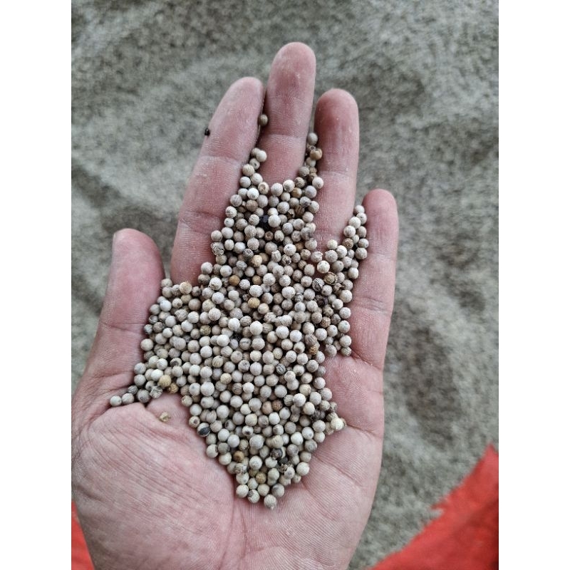 

LADA PUTIH BUTIR KECIL / MERICA PUTIH PREMIUM 1 KG