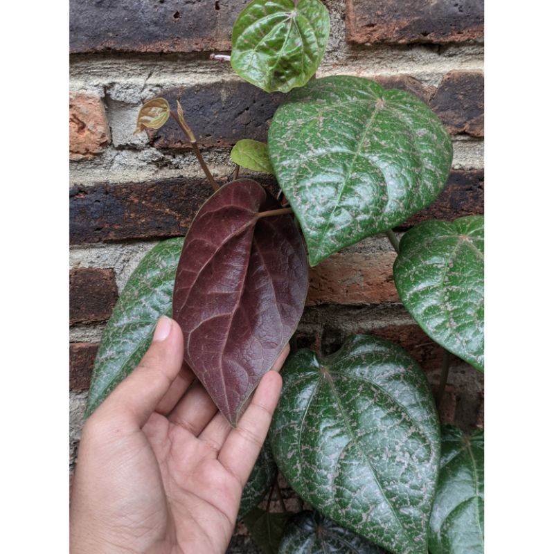 

Daun Sirih Merah / Daun Sirih Wulung / Daun Sirih 10 Lembar