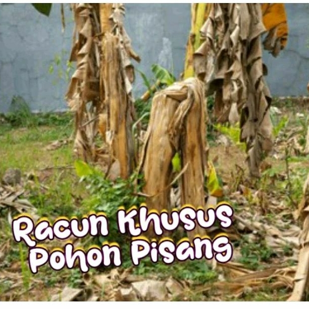 Doradoray_ Racun Pohon Pisang, Model Kapas Racun Mati Sampai Ke Akarnya...