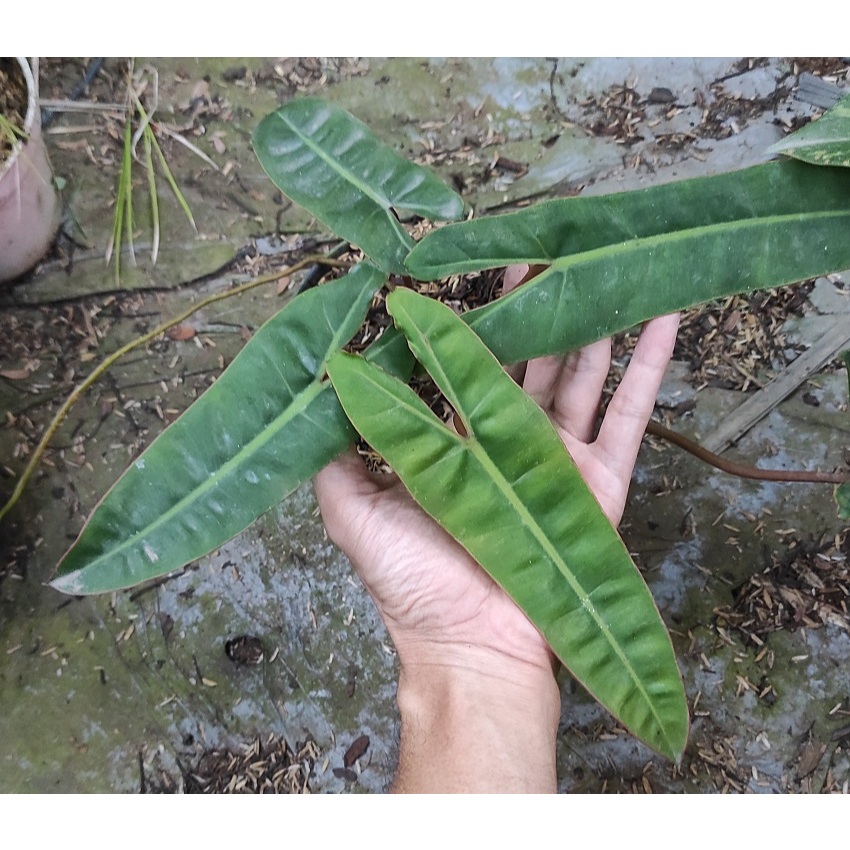 Philodendron Kabel Busi Ori Kode B / Tanaman Hias Philodendron Billietiae Ori