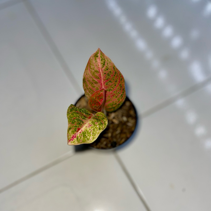 Aglaonema kendedes