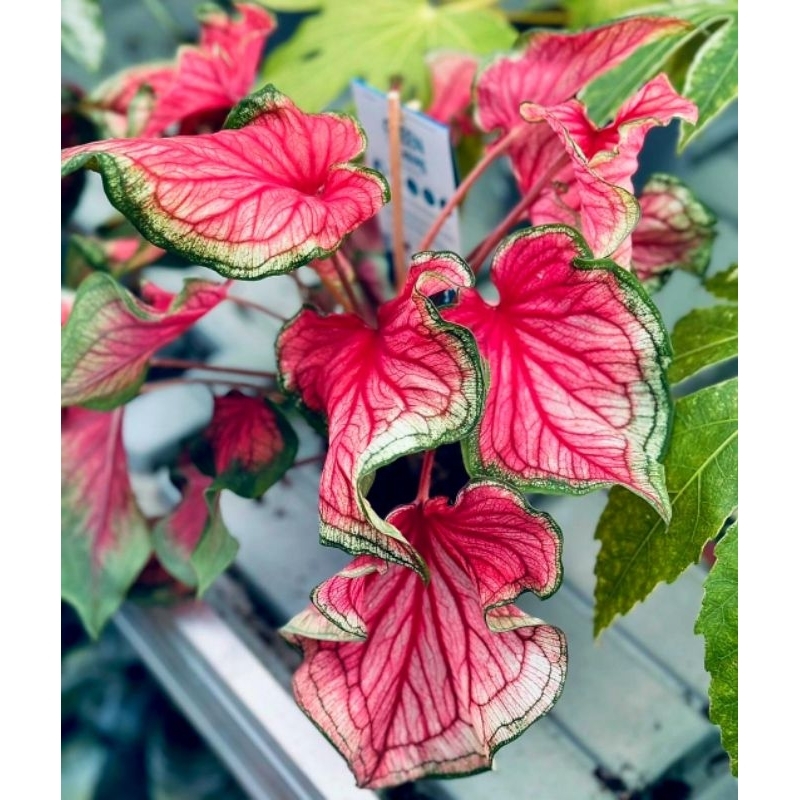Tanaman Hias Keladi Red Heart Bunga Hias Keladi Caladium Anakan Murah Merah BUKAN BONGGOL Tanaman Hi