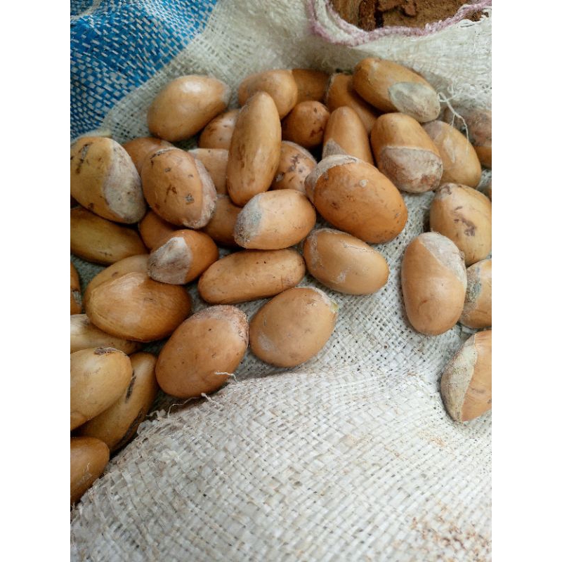 

biji durian bersih kemasan 10 kilo gram
