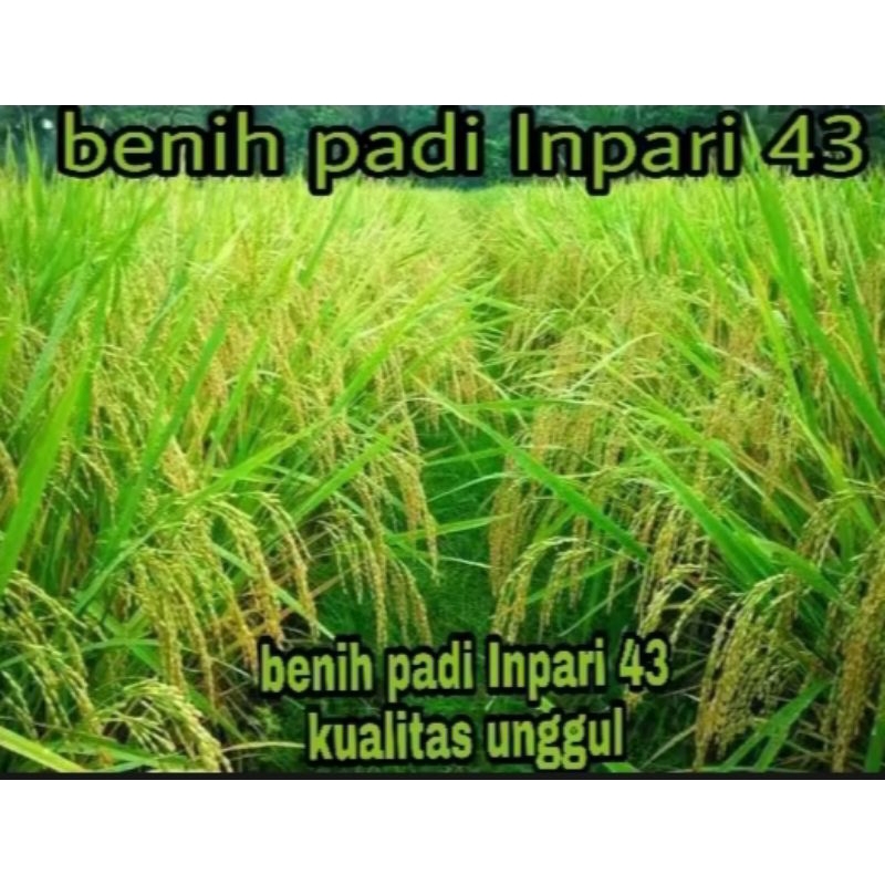 BENIH BIBIT PADI INPARI 43 SUPER UNGGUL KUALITAS 1KG(COD)