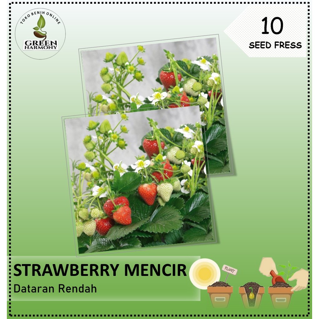 Bibit Buah Strawberry Mencir Dataran Rendah Unggul Isi 10 Benih