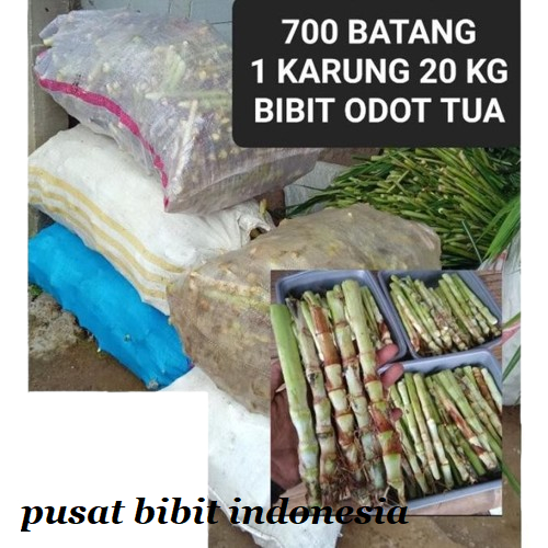 BIBIT RUMPUT ODOT 1 KARUNG 700 BATANG / 20 KILO BIBIT ODOT TUA SATU KARUNG