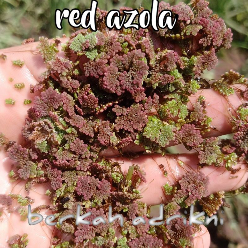 azola merah tanaman air