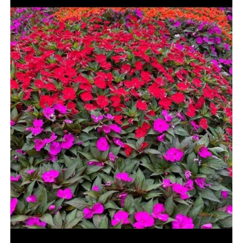 tanaman pacar China/ pacar air