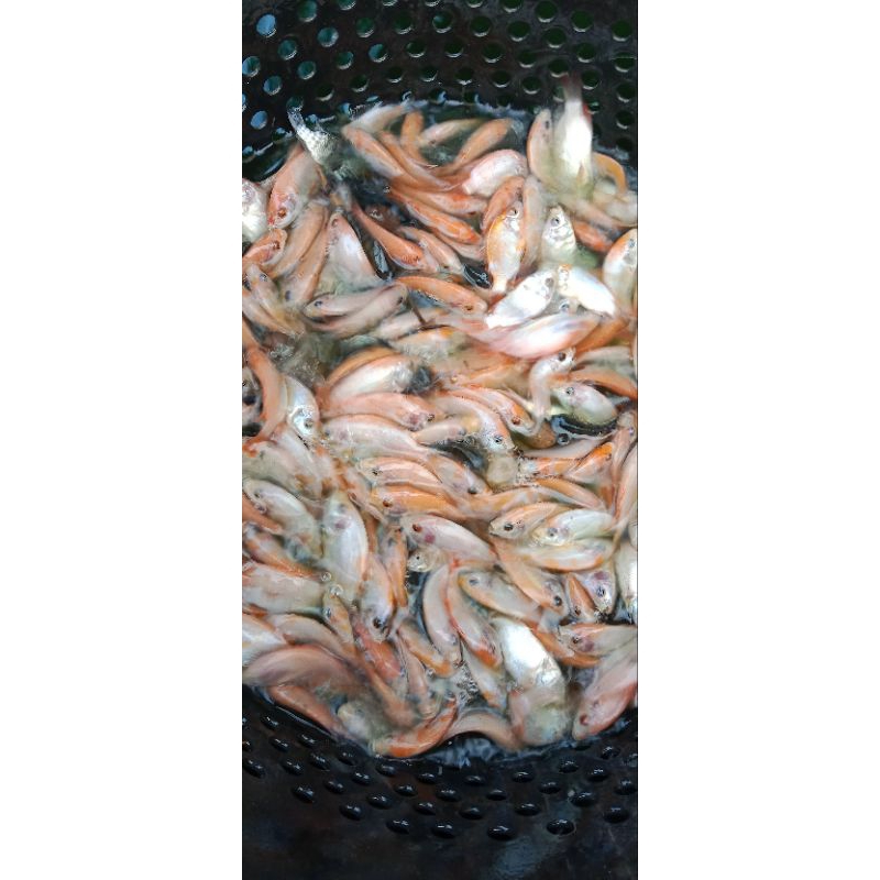 ikan mujair nila/bibit/benih ikan mujair nila bangkok