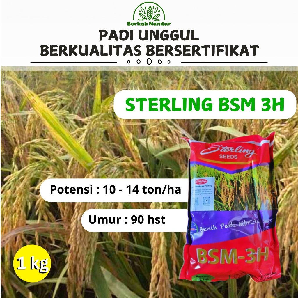 Benih Padi Sterling BSM 3 Kemasan 1 kg Padi Hibrida