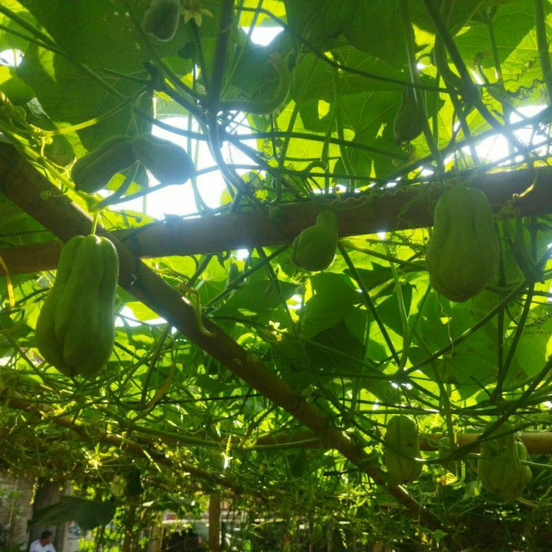 

labu siam/manisah baby segar sekilo isi 8-9 biji