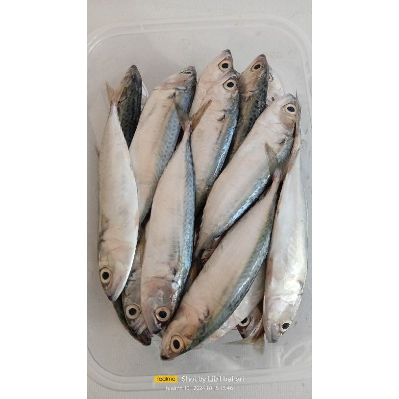 

kembung kecil kenaren